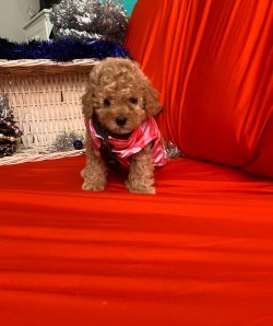 TOY POODLE YAVRULAR 4