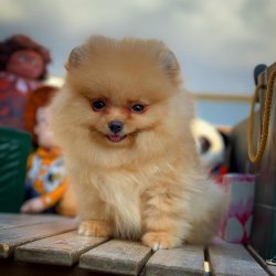 Yarışma Düzeyi PomeranianBoo Yavrularımız 5