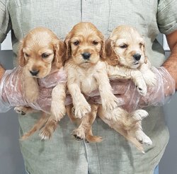 Satılık Cocker Yavruları 2