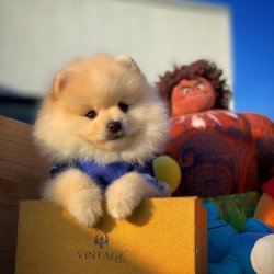 Orjinal  Teddybear Yüz Yapısına Sahip PomeranianBoo 3