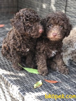 TOY POODLE YAVRULARIMIZ GELDİ 3