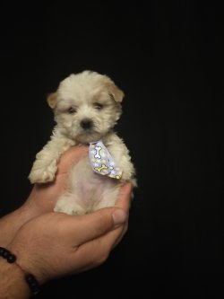 Ev Doğumu Poodle Yavrumuz 1