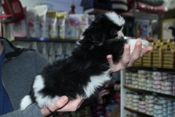 Shih Tzu Yavrumuz 1