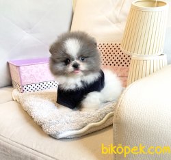 Pomeranian Boo Safkan Beyaz Ve Safkan Erkek Teacup Yavrumuz 4