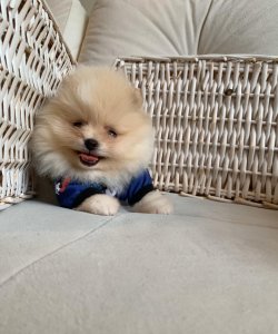 Krem-Beyaz Orjinal Ayı Surat Boo Pomeranian Yavrular 1