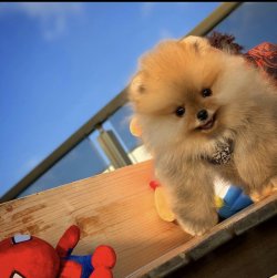 Yeni Yılın İlk Yavrularından PomeranianBoo Oğlumuz 3