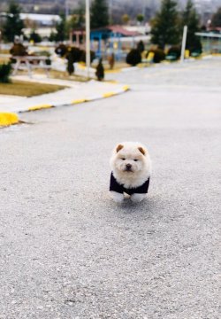 Renk Renk Chow Chow Yavrulari 5