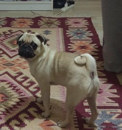 7 Aylık Pug 3