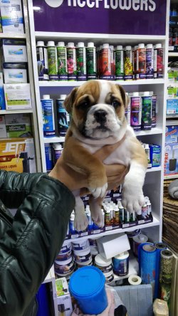 ENGLİSH BULDOG YAVRUSU 4