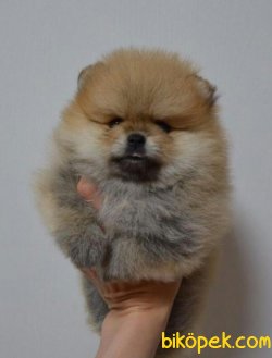 Dünya Tatlısı Pomeranian Yavrularımız 2