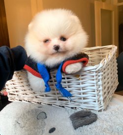 Boo Pomeranian Yavrular 1