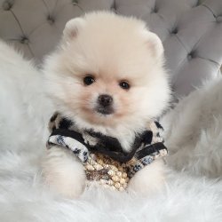 Satılık Pomeranian Boo Teddy Bear Yavrular 2