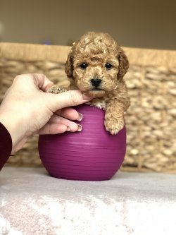 Anne Altından TOY POODLE Yavrular 1