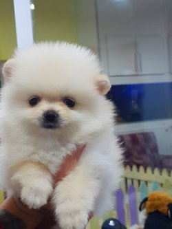 Kalite Ve Güvenin Tek Adresinden POMERANIANyavrulari 2