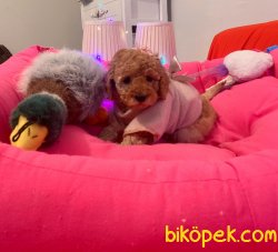 TOY POODLE YAVRULAR 1