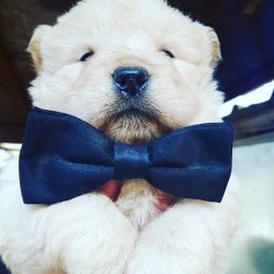 RUHSATLI KÖPEK ÇİFTLİĞİNDEN CHOWCHOW YAVRULARI 1
