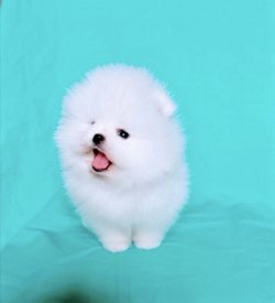 Pomeranian Boo Teacup Yavrularımız 1
