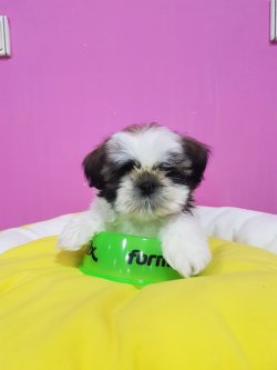 Satılık Shih Tzu Yavruları 2