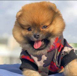 Orijinal Teacup Boy PomeranianBoo Oğlumuz 3