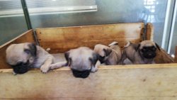 Pug Yavrularımız Irk Garantilidir 1