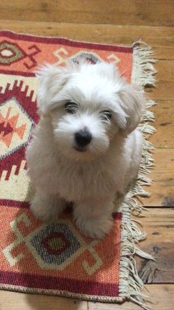 Malta Terrier 4
