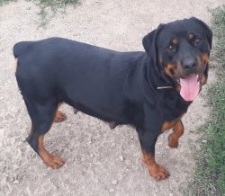 Muhteşem Rottweiler Yavruları 2
