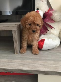 Apri̇cort Poodle 1