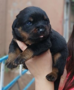 Muhteşem Rottweiler Yavruları 2
