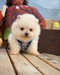 Orjinal  Teddybear Yüz Yapısına Sahip Pomeranianboo 2