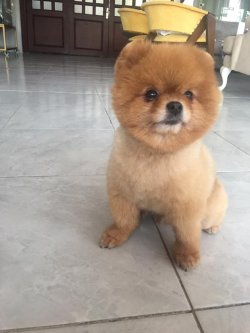 AYI SURAT POMERANİAN TEDY BEAR BOO YAVRULA 3