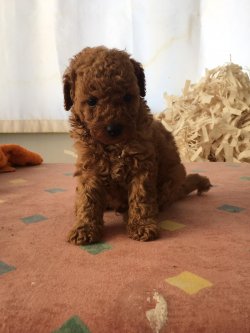 Poodle Yavrumuzz Heyecanlı Yeni Yuvası Için..... 1