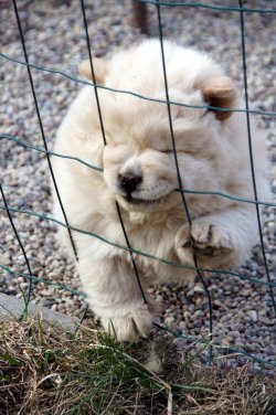 Satılık Chow Chow Yavruları 4