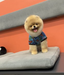 Pomeranian Boo Show Görüntü Ayicik Surat Yapısı 2