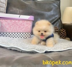 Pomeranian Boo Irk Ve Sağlık Garantili Yavrularımız 1
