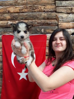 Husky Yavruları Aşılı Karneli 3