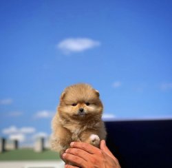 Orijinal MiniBoy PomeranianBoo Oğlumuz 2