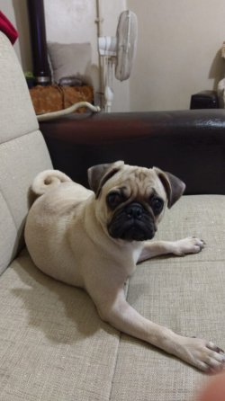 7 Aylık Pug 2
