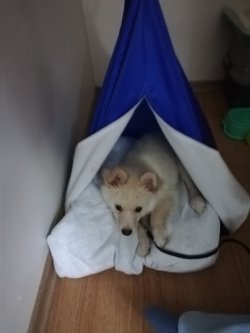 Pomerian  Spitz 4