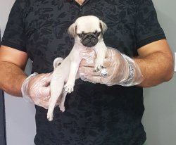 Pug Yavruları 1