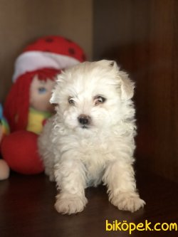 Kar Beyazı Maltese Terrierler 3