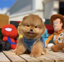 Orijinal MiniBoy PomeranianBoo Oğlumuz 4