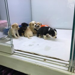 MİNYATÜR PİNCHER YAVRULARI ANKARA PET SHOP TA 2
