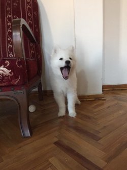 SAHİBİNDEN EĞİTİMLİ SAFKAN SAMOYED YAVRUSU 4