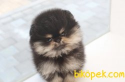 Black-Tan Boo Pomeranian Yavrular 2