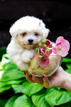 Maltese Terrier Orji̇nal Yavrular 1