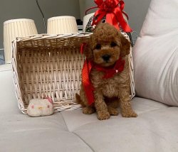 Safkan Toy Poodle Yavrularımız 1