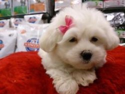 MALTESE TERRIER YAVRU 2
