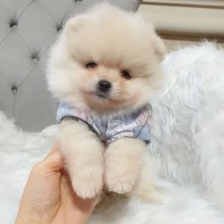 Orjinal Pomeranian Boo Yavrularımız 2