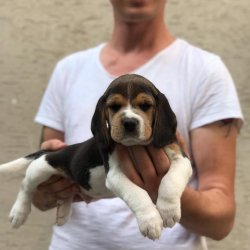 Satılık Elizabeth Beagle Yavruları 1
