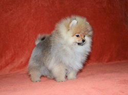POMERANNIAN BOO YAVRULARIMIZ 1